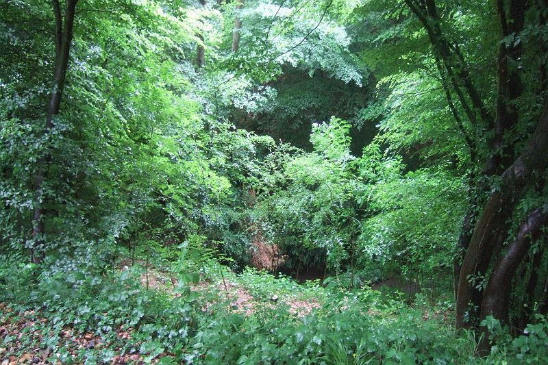 2011-05- (421).JPG - ... und einem dichter Mischwald mit traumhaften teilweise sehr steilen Wanderpfaden